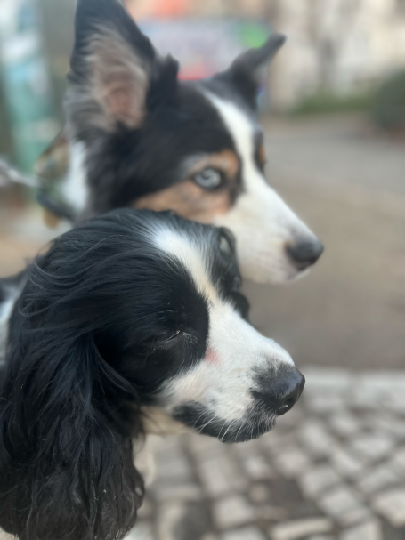 Maja (hinten) und Piper